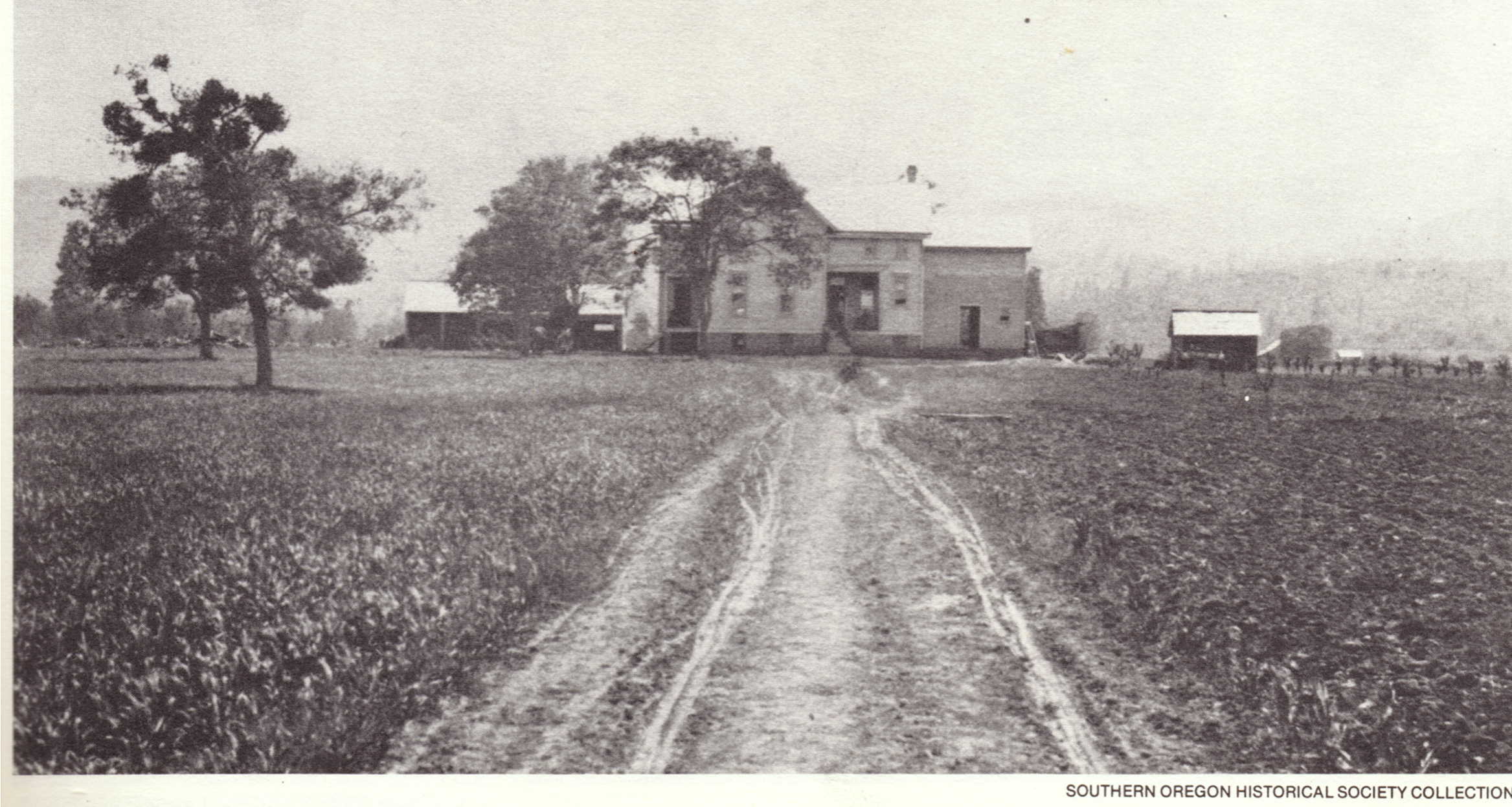 black and white historic photo of a home and orchard in the distance at the end of a dirt road