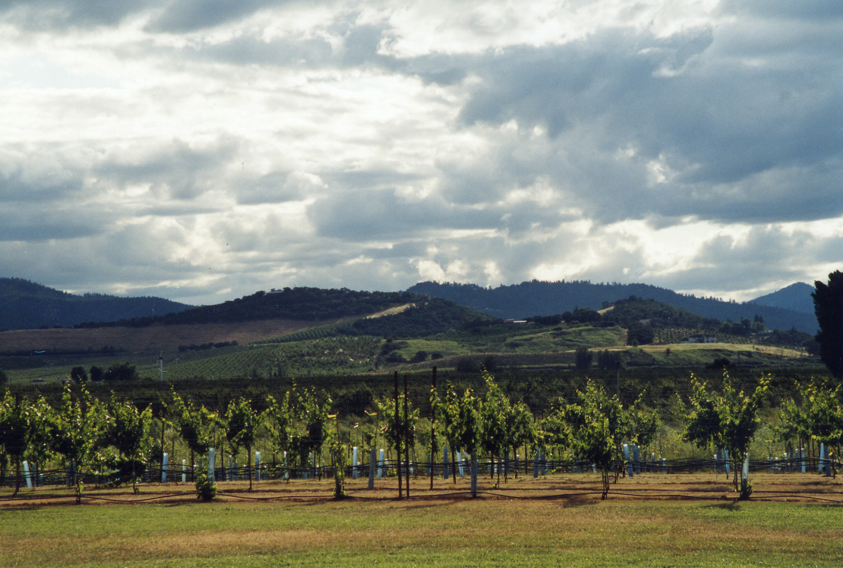 vineyard with hills in background and cloudy sky