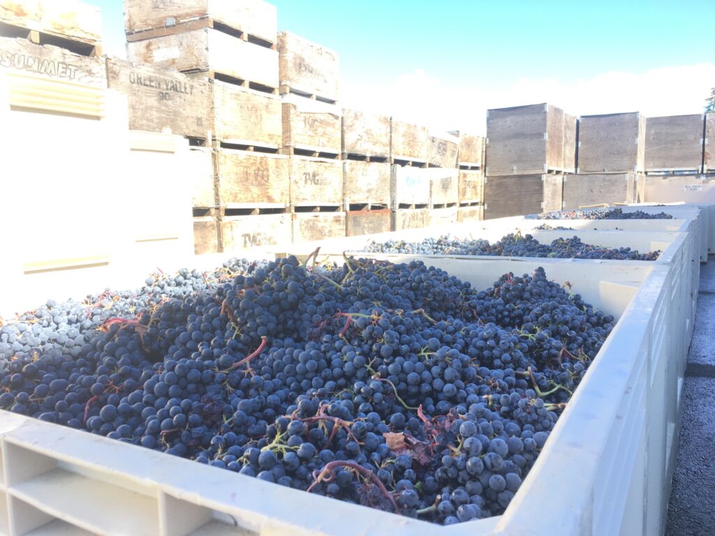 big container of grapes surrounded by wine crates
